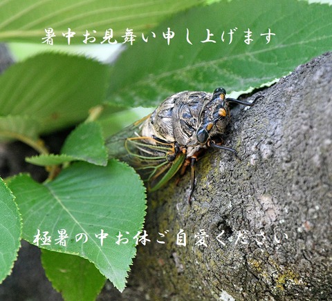 DSC_0088.jpg1