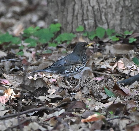 DSC_1484.jpg1