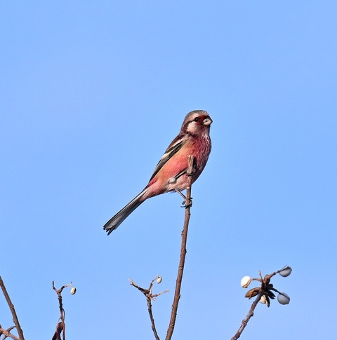 DSC_6982.jpg1