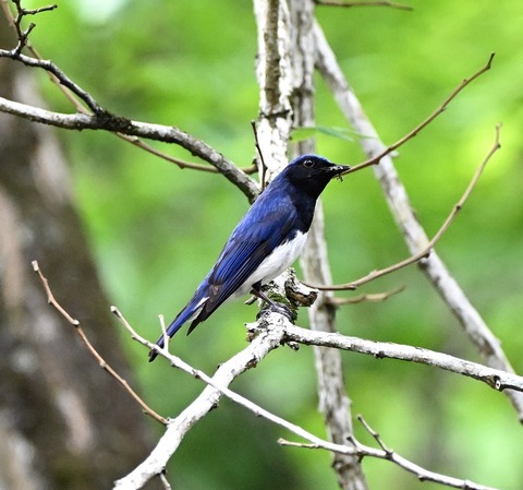 DSC_0001.jpg1