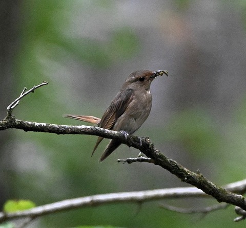 DSC_9912.jpg1