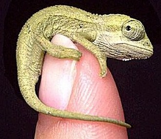 ����쥪����̤ǱĶȳ�ư��