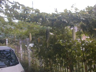 ������ê��ĥ��