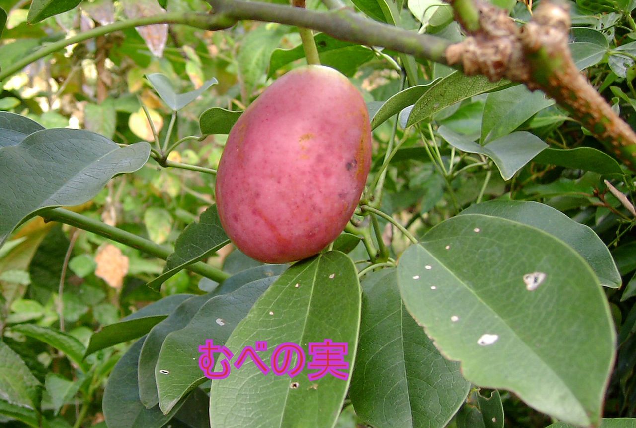 郁子 むべ を頂いた アナログ男の写真と音楽