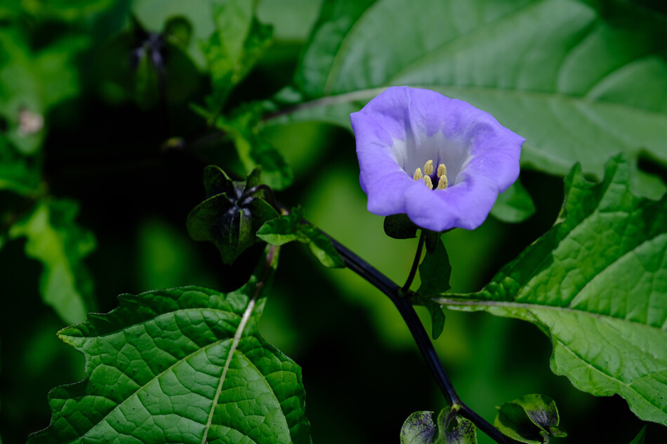 クロホオズキの花 アナログ男の写真と音楽