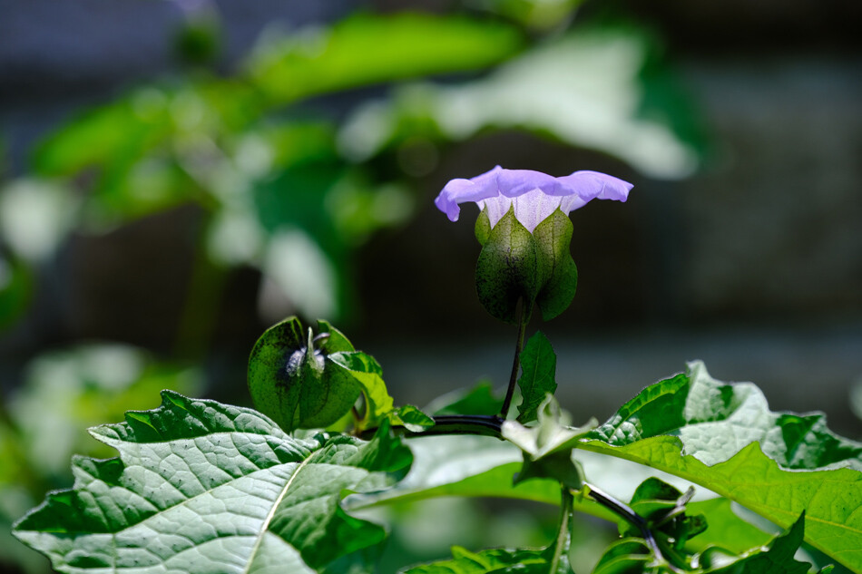 クロホオズキの花 アナログ男の写真と音楽