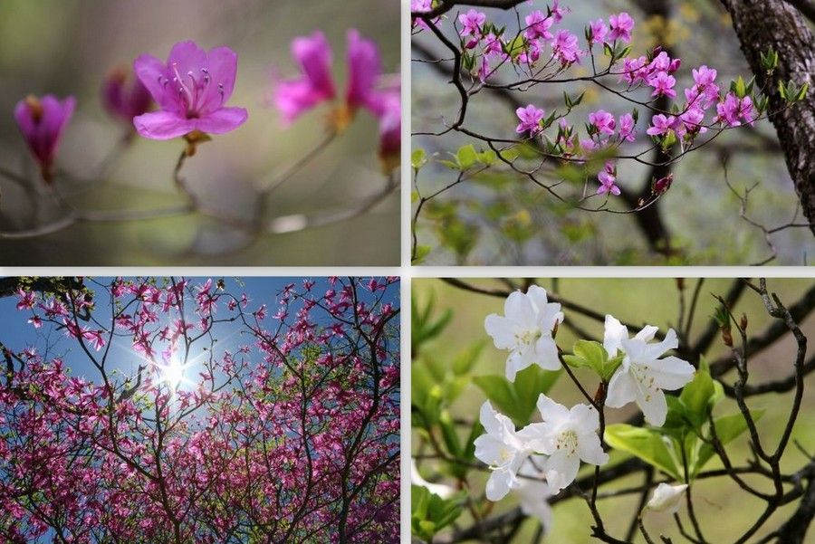 赤城山に咲く花たち５月 ６月 アナログ男の写真と音楽