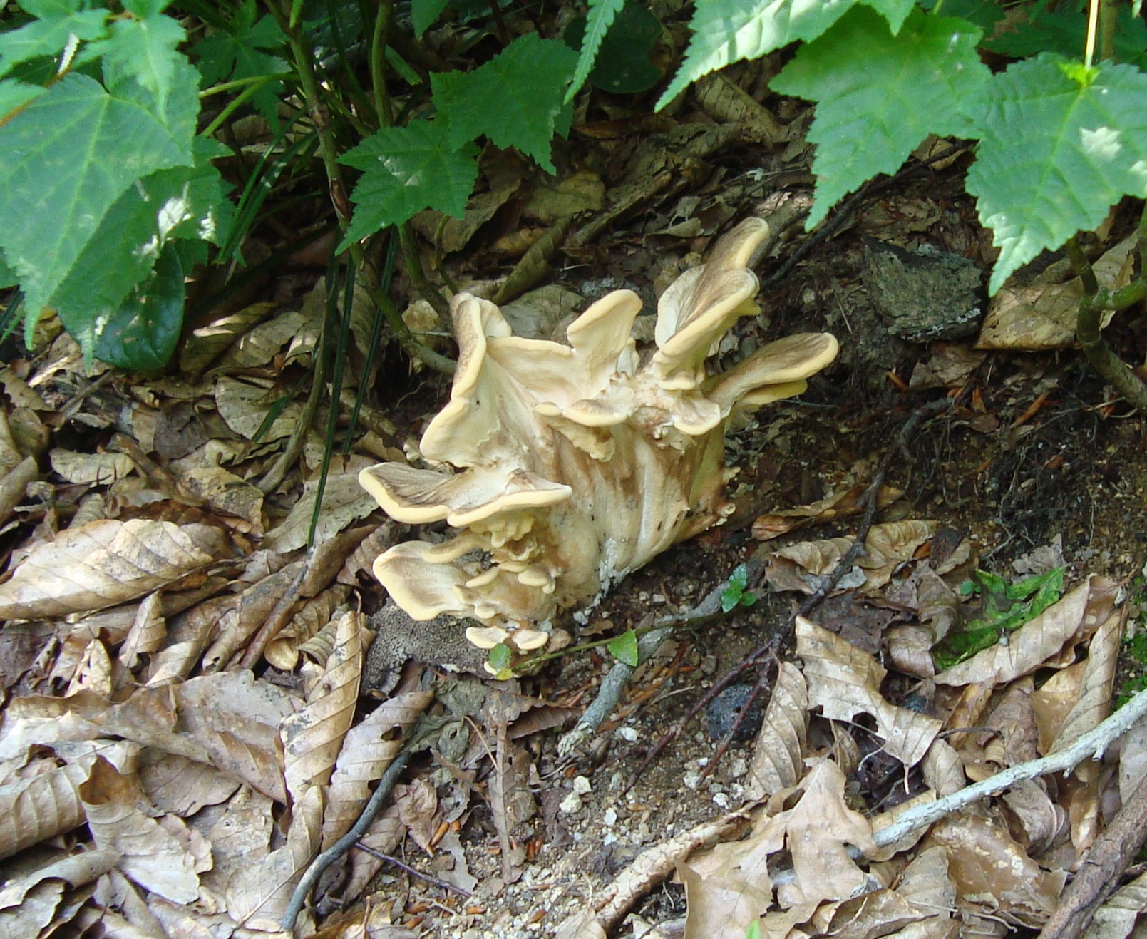 にのうじ童子in新発田2010年08月湯の平山行　熱暑からの生還あずきとぎ　（虎丸）ブログ開設を振り返ってとこれから                        にのうじ童子は童女が一目惚れしたオトコマエ