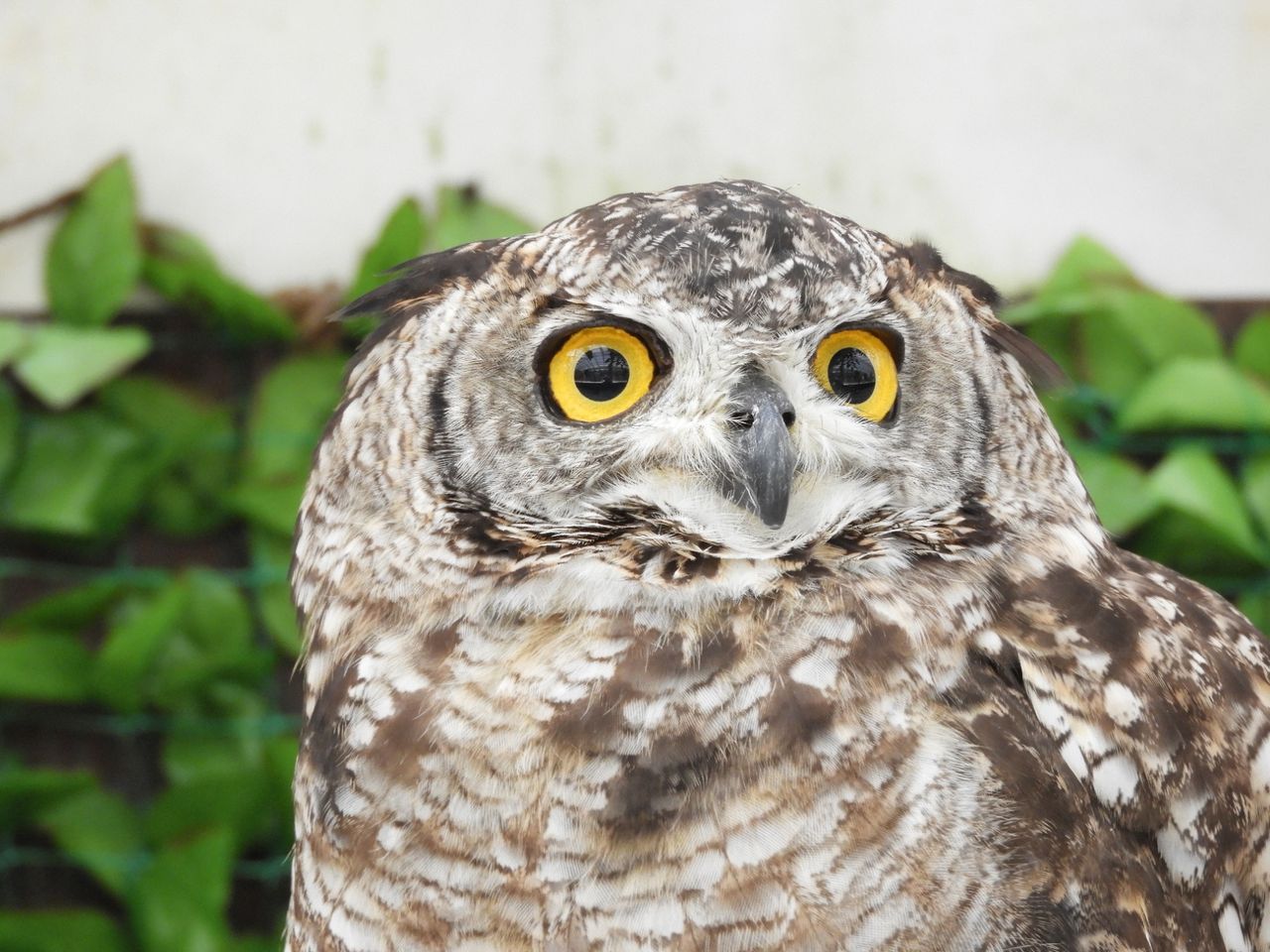 イグニスドライブ 掛川花鳥園にいってきたよ ふくろうがいっぱい とろろプラネット イグニスドライブ 掛川花鳥園にいってきたよ ふくろうがいっぱい とろろプラネット
