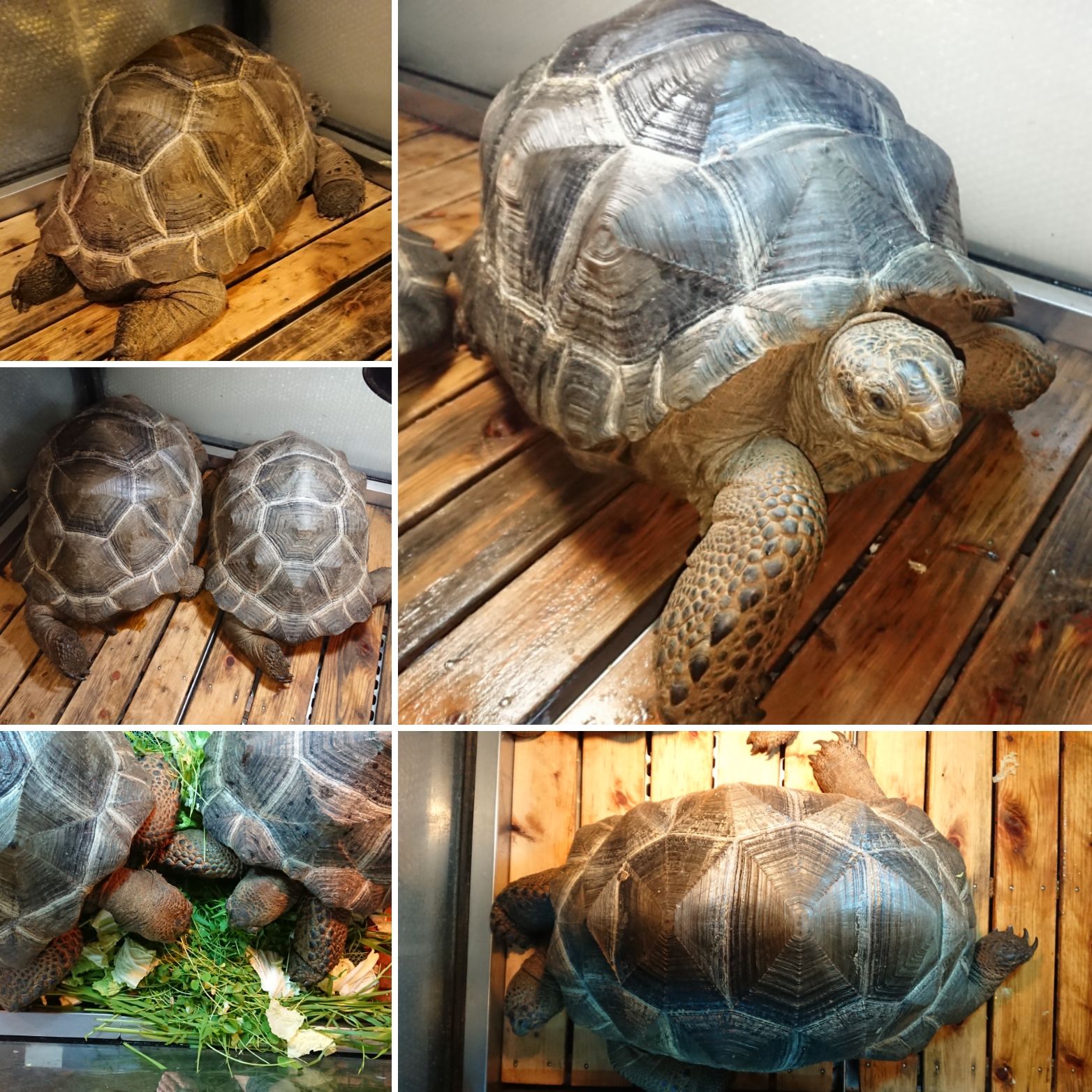 アルダブラゾウガメ 海外cb 飼い込み個体のオーちゃん お値下げ致しました 癒しのペット リクガメ専門ペットショップ トータス スタイル Topicsブログ アルダブラゾウガメ 海外cb 飼い込み個体のオーちゃん お値下げ致しました 癒しのペット リクガメ専門ペットショップ トータス スタイル Topicsブログ