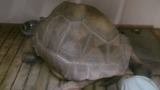 zou1