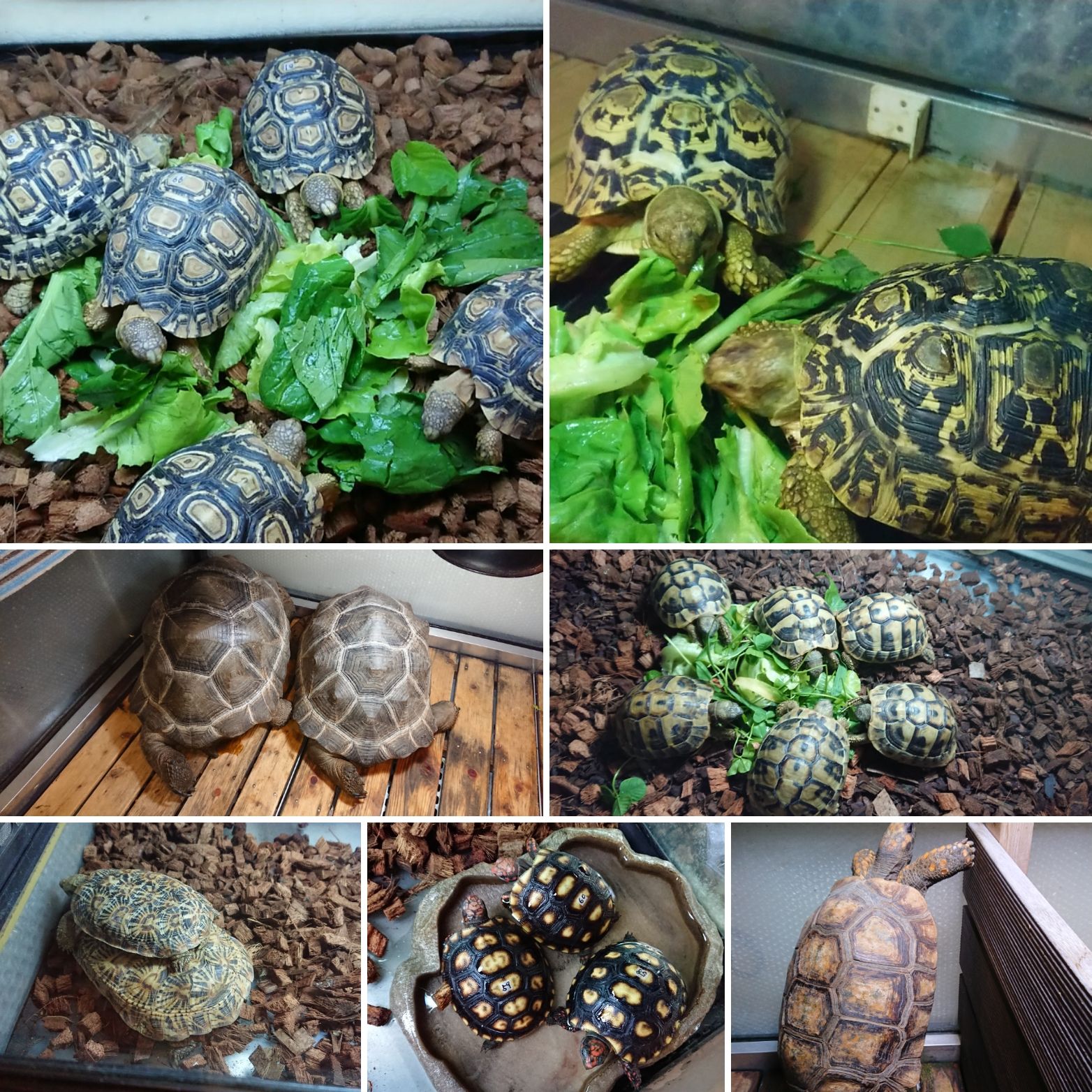 スタイル トータス