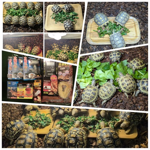 PhotoCollage_1773383843533