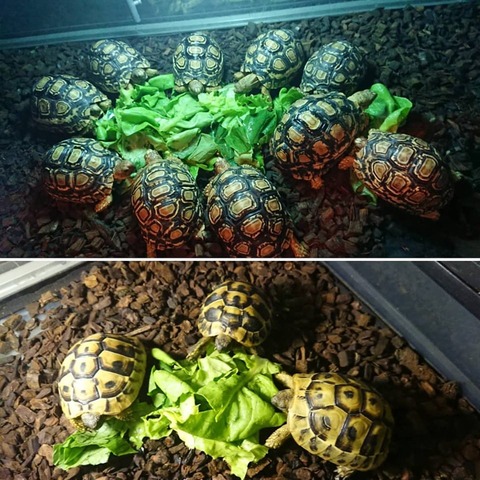 64246970_1647963795347407_7552974721894055936_n