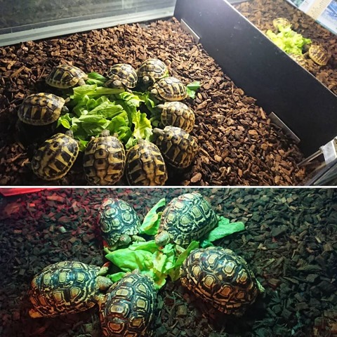 59926819_1616464681830652_5578405069956579328_n