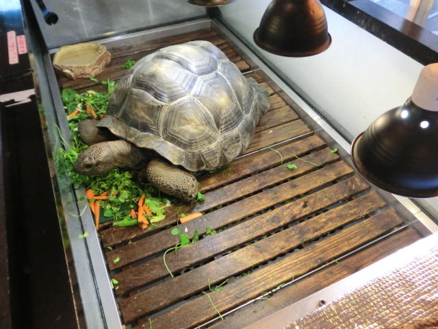 アルダブラゾウガメのアルちゃん ロングケージに移りました 癒しのペット リクガメ専門ペットショップ トータス スタイル Topicsブログ