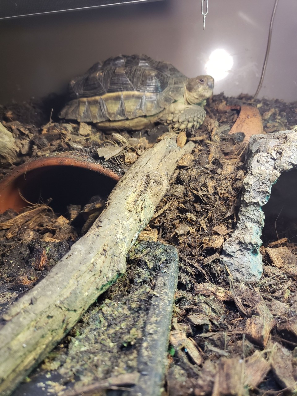 チャコケージレベルアップ ひさのblog