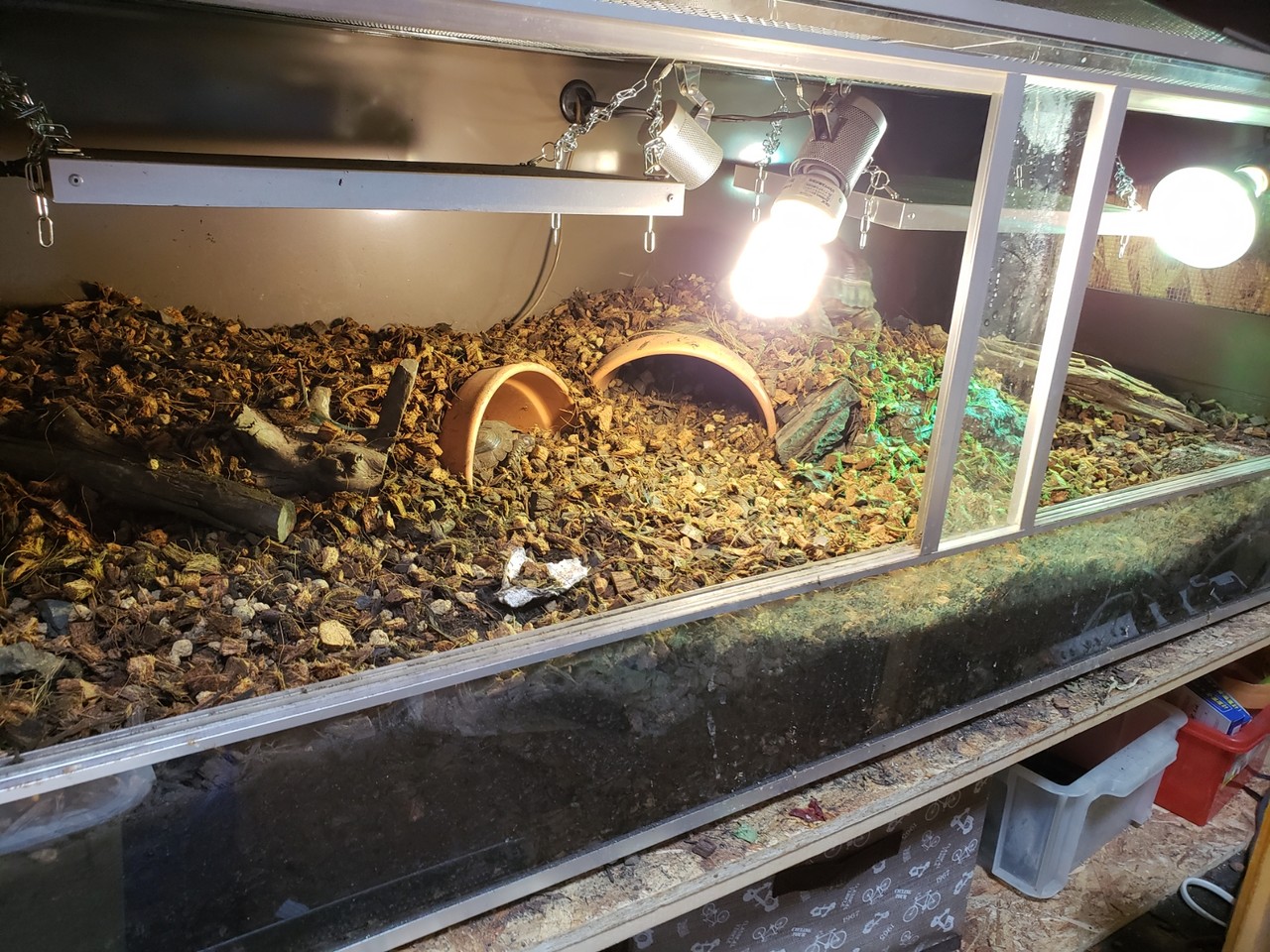 C Petersiケージver 1 1 ひさのblog