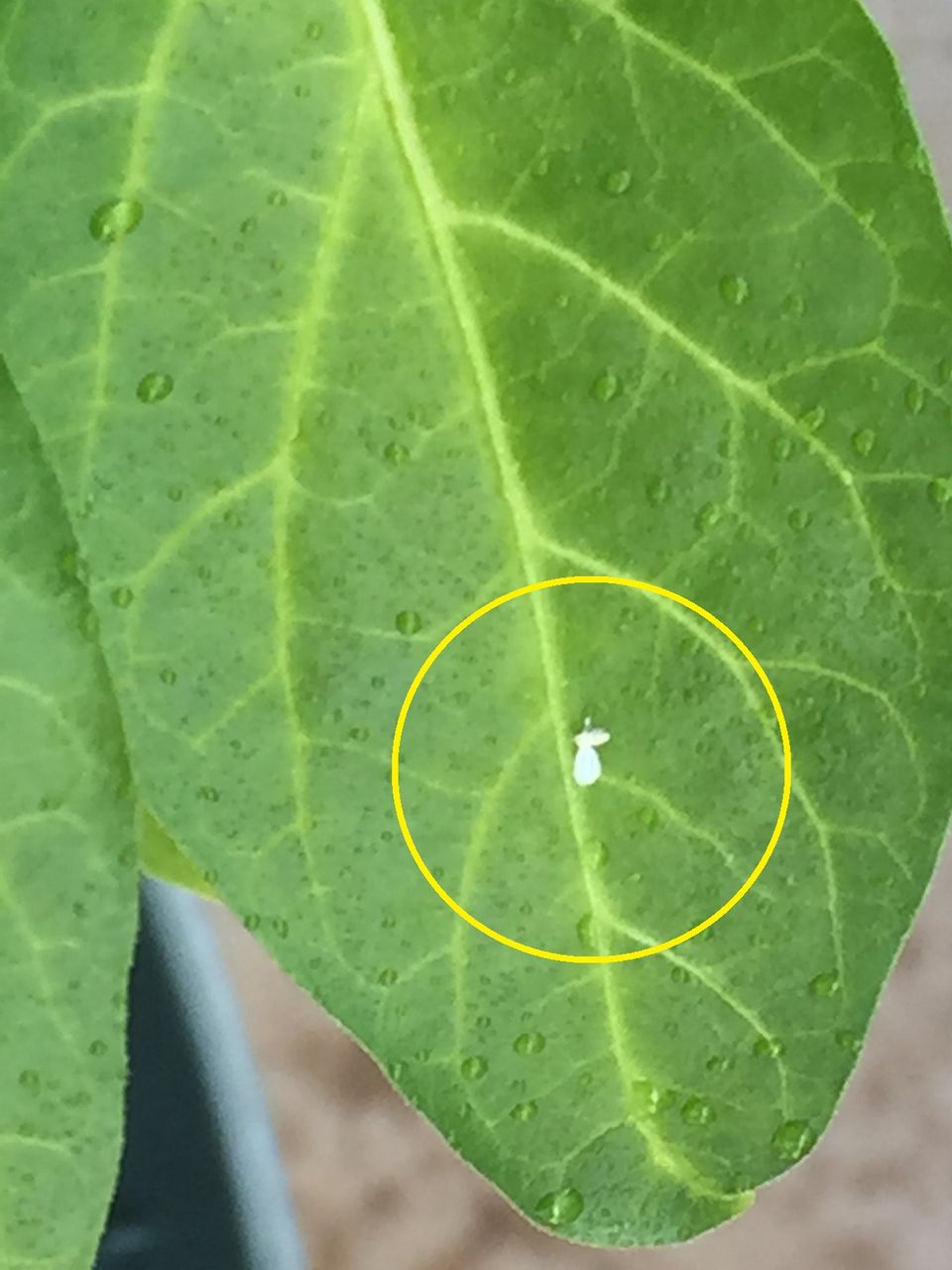 島唐辛子に白い虫 Toruちゃんどこ行くの