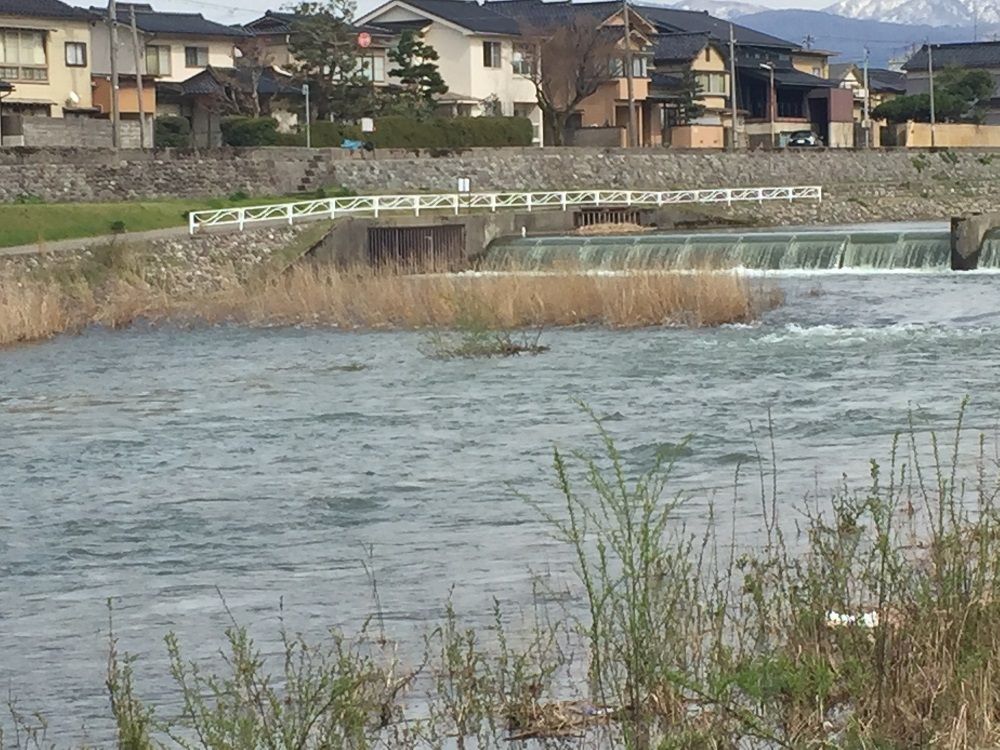 金沢 犀川サクラマス釣行 振り返り Toruちゃんどこ行くの