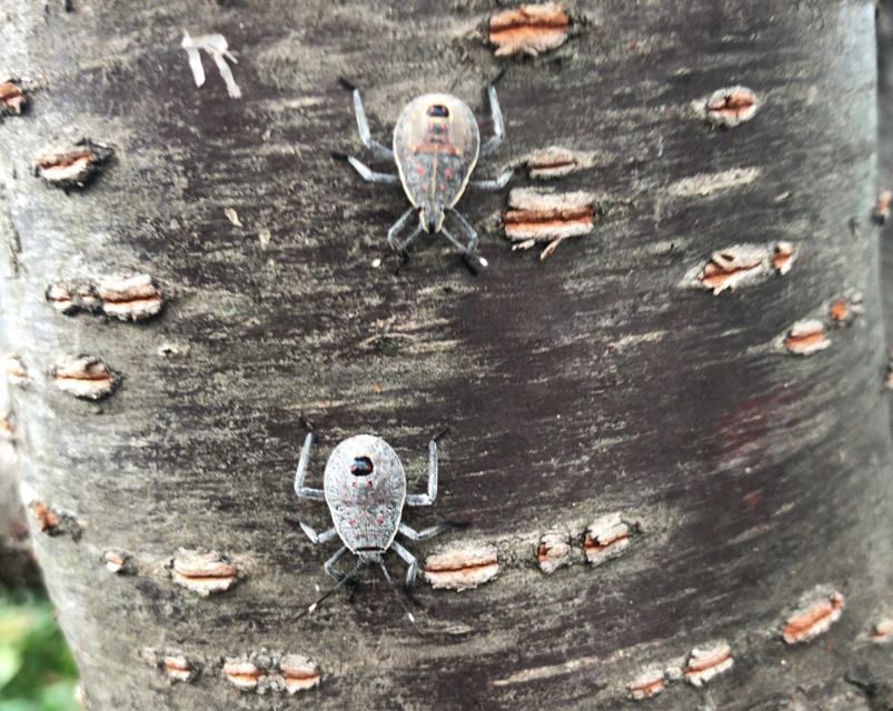 18年08月 めいてい処