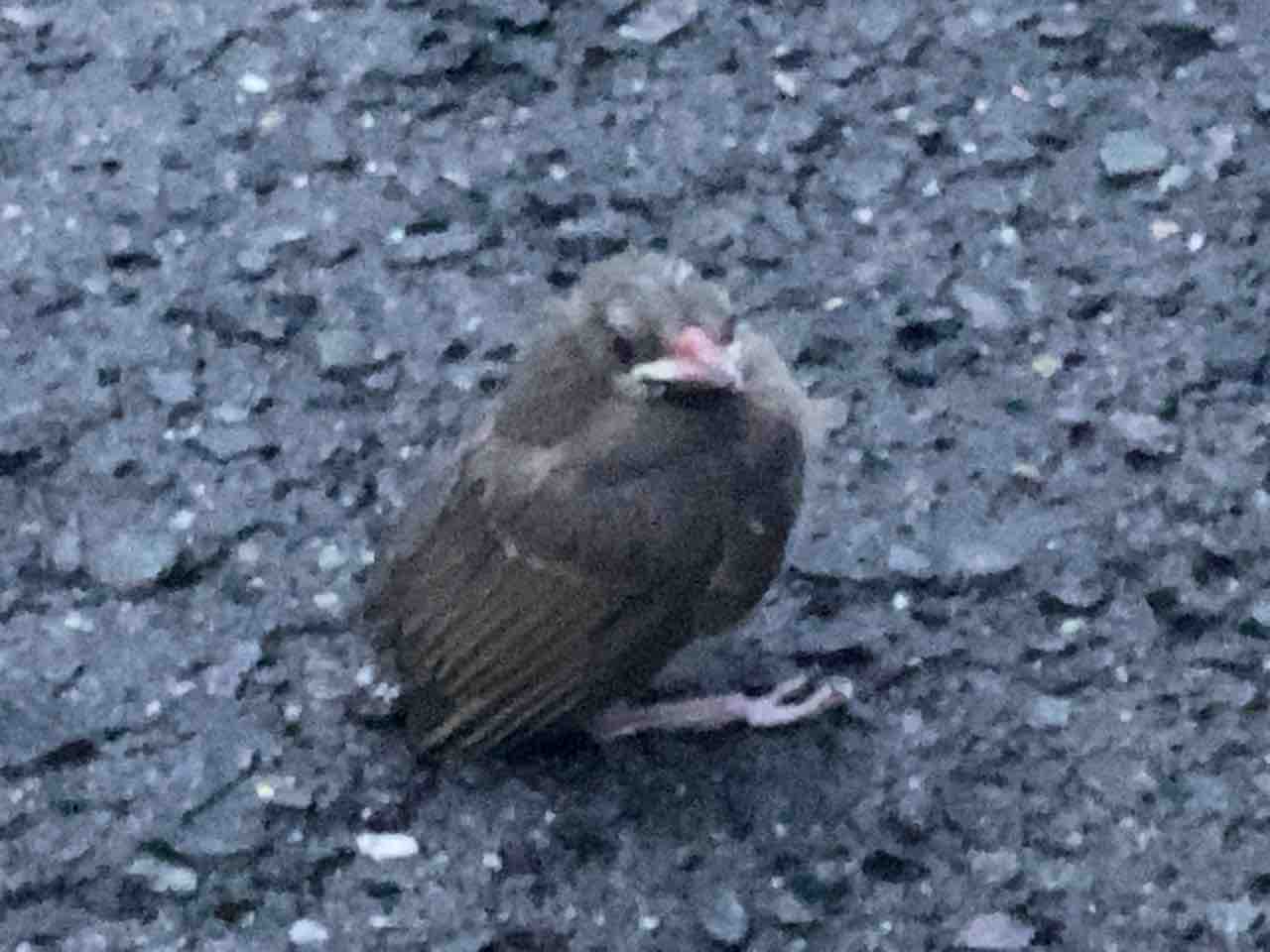 野鳥 めいてい処 野鳥 めいてい処