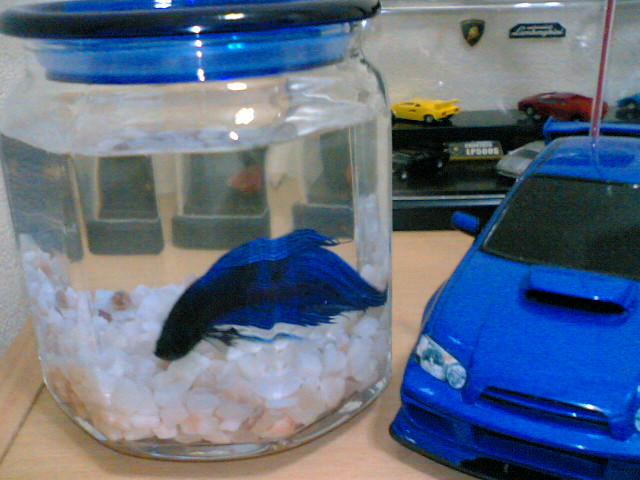 ちょっとベタを飼ってます Extend My Hobby