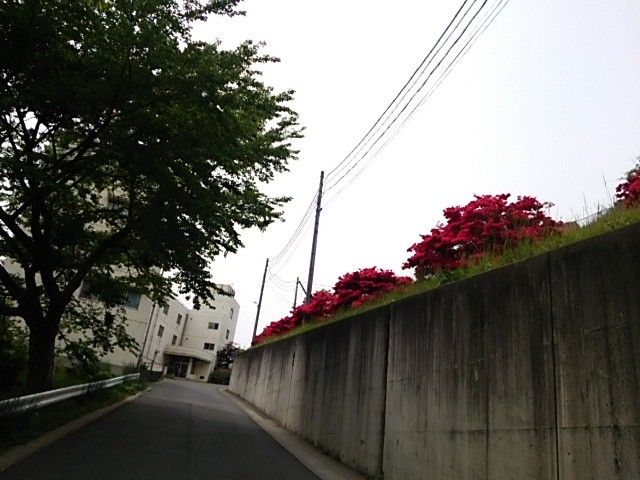 武者修業 阿部優香編 東陵高校テニス部のblog