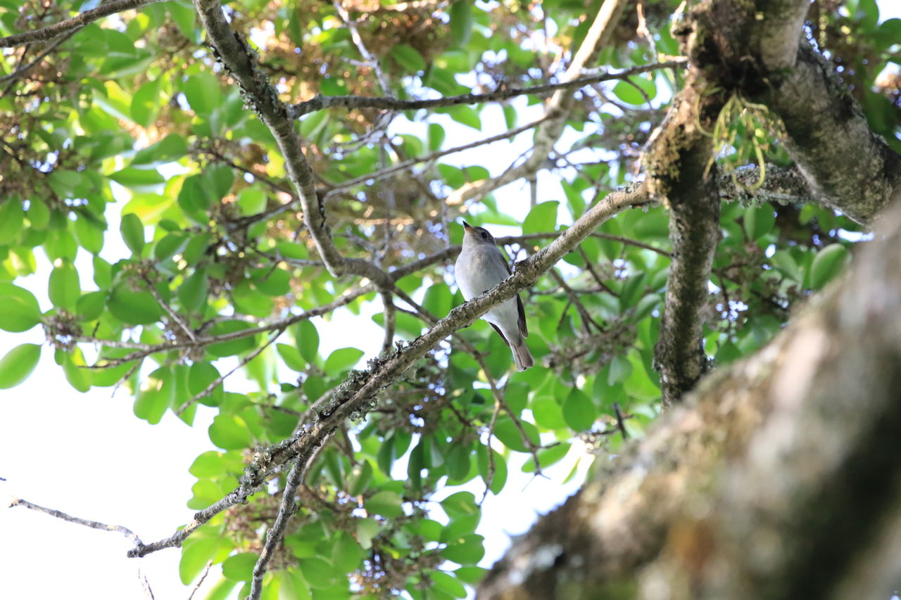 高知城周辺の鳥 土佐五郎の写真日記 高知城周辺の鳥 土佐五郎の写真日記