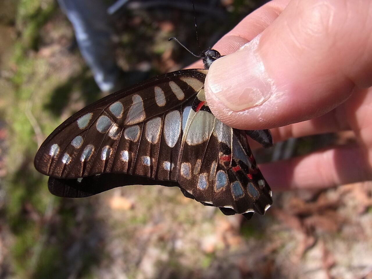 飛んでいきた い 忠犬コロ子のグルメ日記