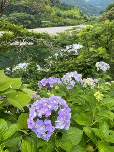 仁淀川とアジサイ