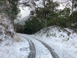 凍ってそうです