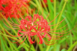 彼岸花