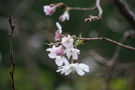 十月桜？