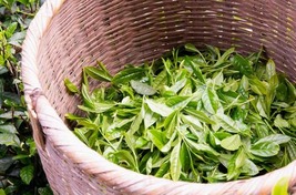 新茶