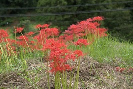 彼岸花