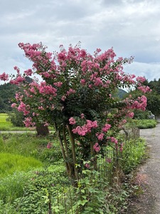 百日紅