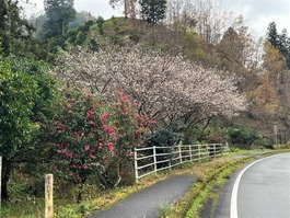 山茶花と桜