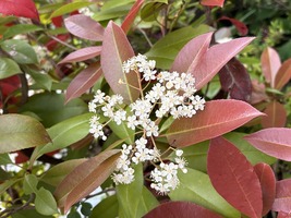 レッドロビンの花