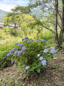 アジサイ2