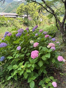 アジサイ4