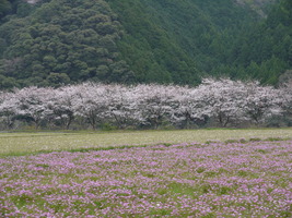 レンゲと桜