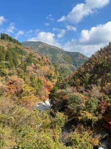 吉野川と紅葉