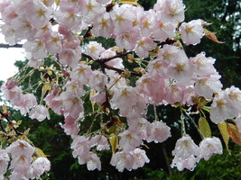雨に濡れた桜