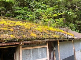 コケが凄いです