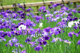 菖蒲