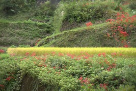 稲田と彼岸花