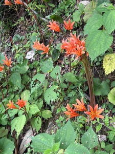キツネノカミソリ花