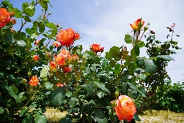 よしうみバラ公園