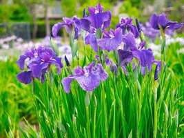 菖蒲